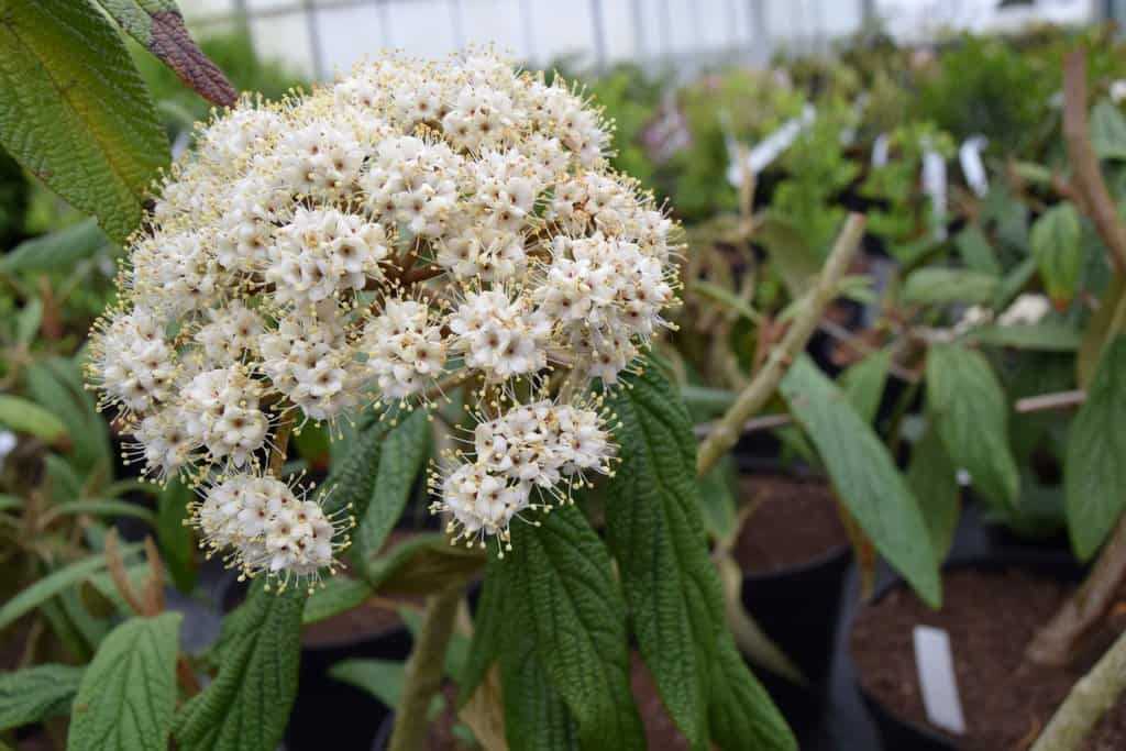 Viburnum rhytidophyllum 100-125 cm